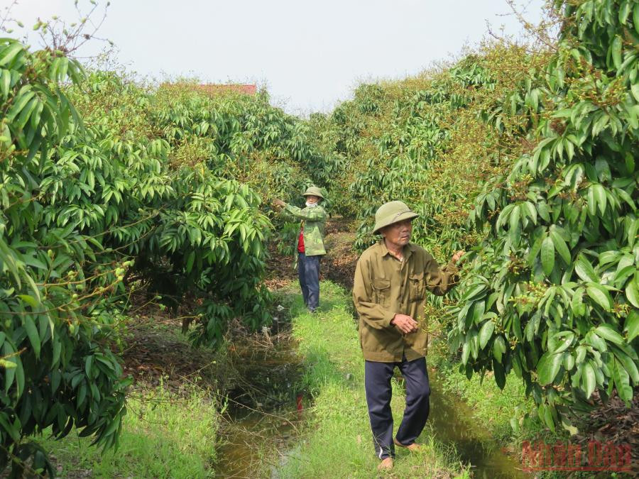 Người dân thôn Thanh Lanh, xã Thanh Quang, huyện Thanh Hà, tỉnh Hải Dương chăm sóc vườn vải thiều. (Ảnh: MINH ANH) Sản xuất an toàn, mở rộng thị trường xuất khẩu vải thiều -0