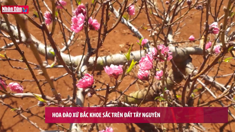 Hoa đào xứ bắc khoe sắc trên đất Tây Nguyên