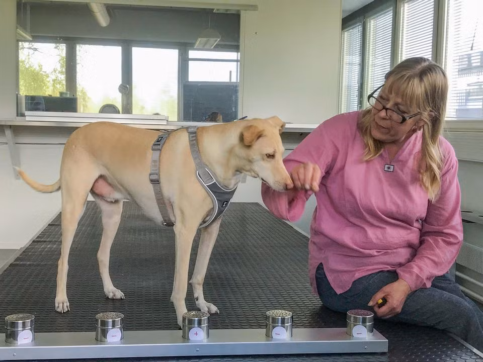 Chó có thể phát hiện Covid-19 chính xác gần 100% -0