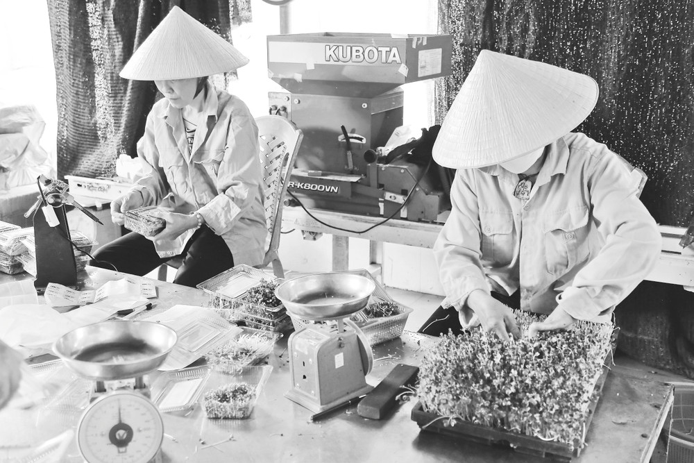 Việc áp dụng công nghệ số vào lĩnh vực nông nghiệp ở các hợp tác xã còn gặp nhiều khó khăn.