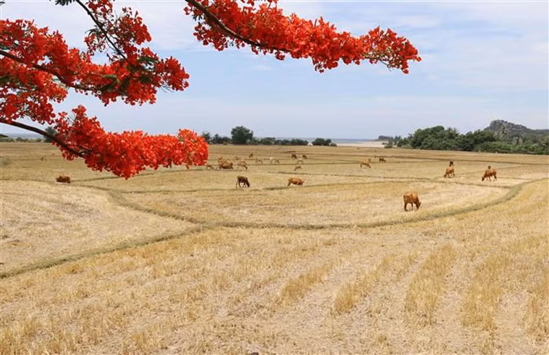 COP 15 ra tuyên bố kêu gọi hành động khẩn cấp bảo tồn đa dạng sinh học -0