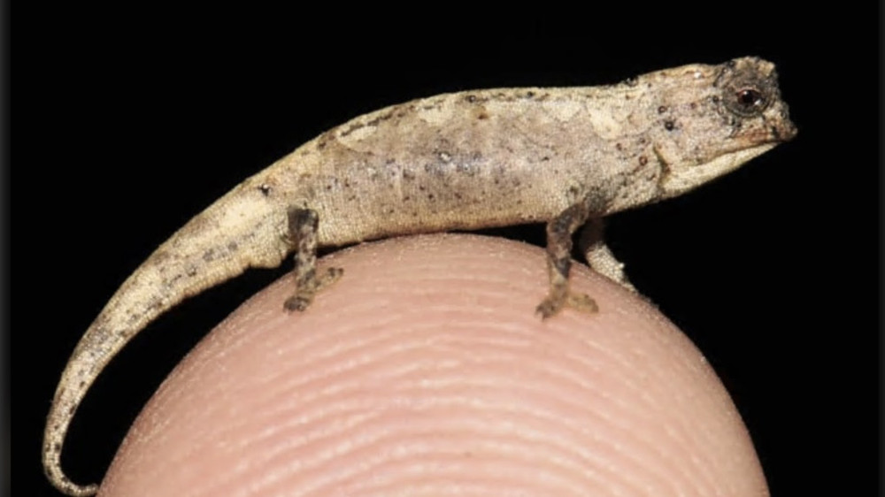 Loài tắc kè hoa Brookesia nana được xem là loài bò sát nhỏ nhất thế giới. Ảnh: Scientific Reports. Phát hiện loài tắc kè hoa nhỏ bằng hạt hướng dương -0