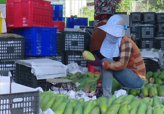 Đóng gói xoài tại HTX nông nghiệp an toàn Chiềng Hặc, huyện Yên Châu, tỉnh Sơn La. Ảnh: TTXVN.