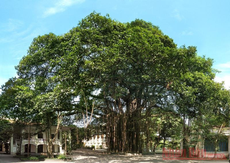 Cây đa cổ thụ tại Tòa soạn Báo Nhân Dân, 71 Hàng Trống, Hà Nội.