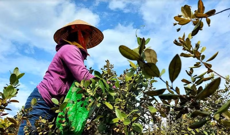 Người dân Cao Quảng thu hoạch sim. (Ảnh: CTV) 