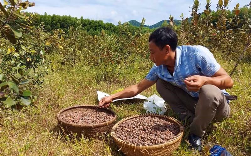Trồng sim mang lại tiền tỷ cho người dân Cao Quảng -0