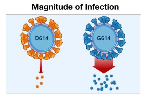 Hình ảnh về hai biến thể của virus gây ra Covid-19, biến thể mới D614G (G614) gây nhiễm bệnh nhiều hơn. Đại dịch Covid-19 đang bị biến thể virus mới chi phối làm tăng tốc độ lây lan -0
