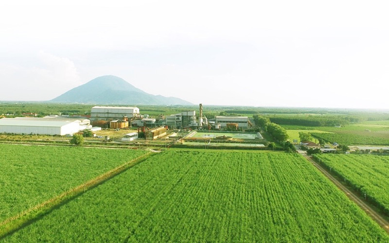 Tiềm năng từ năng lượng tái tạo trong phát triển bền vững mía đường.