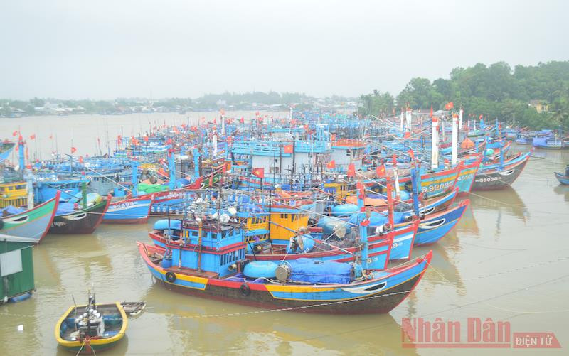 Ngư dân Quảng Ngãi đưa tàu cá vào nơi neo trú an toàn. 