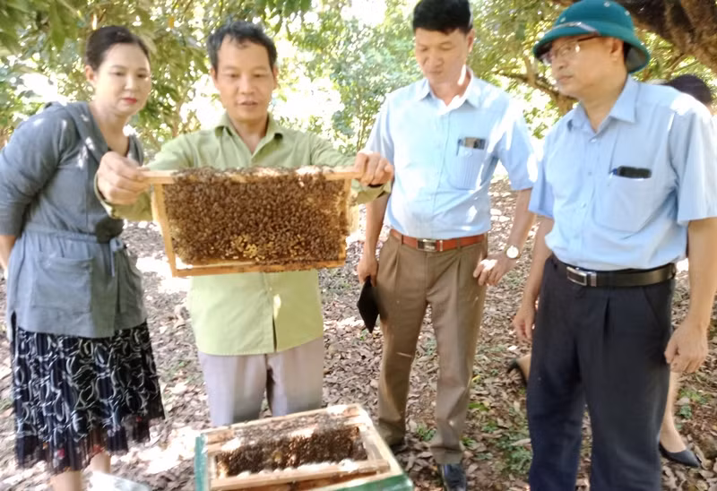 Ong nuôi dưới tán rừng nhãn ở xóm Khe Đù, xã Phúc Thuận, thị xã Phổ Yên (Thái Nguyên).
