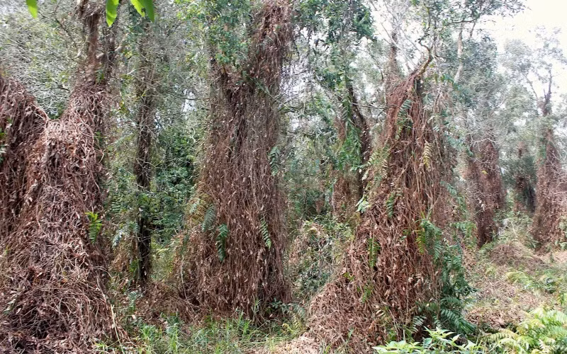 Lâm phần rừng tràm Cà Mau khô hạn gay gắt và có hơn 3.500 ha báo cháy cấp nguy hiểm. 