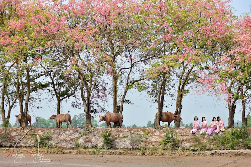 (Ảnh: HOÀNG TRỌNG) Mùa ô môi trên quê hương miền tây -0