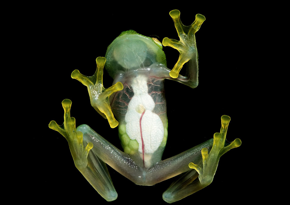 Ếch thủy tinh Centrolenidae. Ảnh: Getty Images. Sáu sinh vật kỳ diệu có thể nhìn xuyên thấu -0
