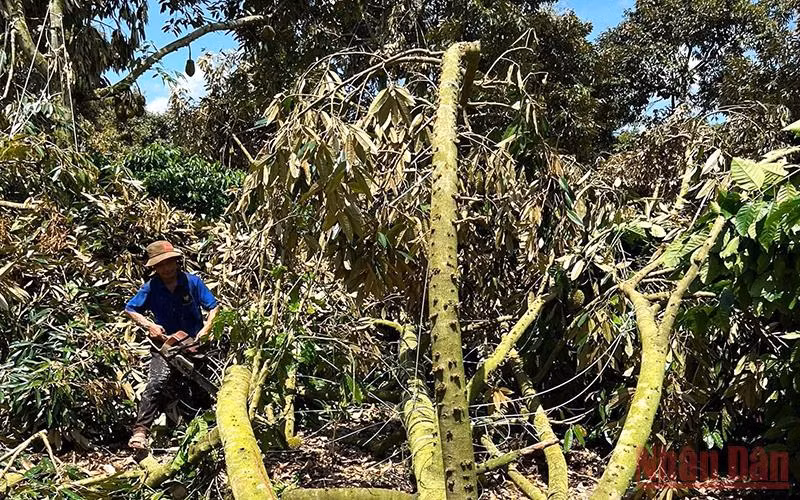 Gió lốc làm gãy đổ hàng trăm cây sầu riêng ở Đắk Lắk, gây thiệt hại nặng nề -0