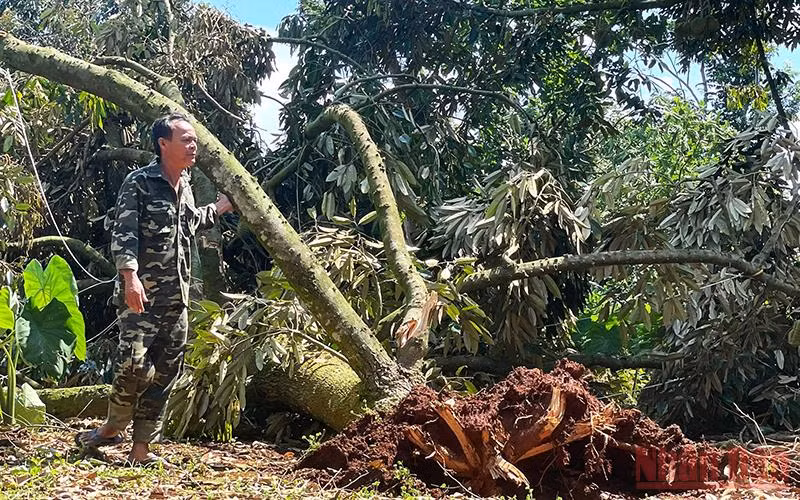 Người dân xót xa bên vườn sầu riêng bị gãy đổ.