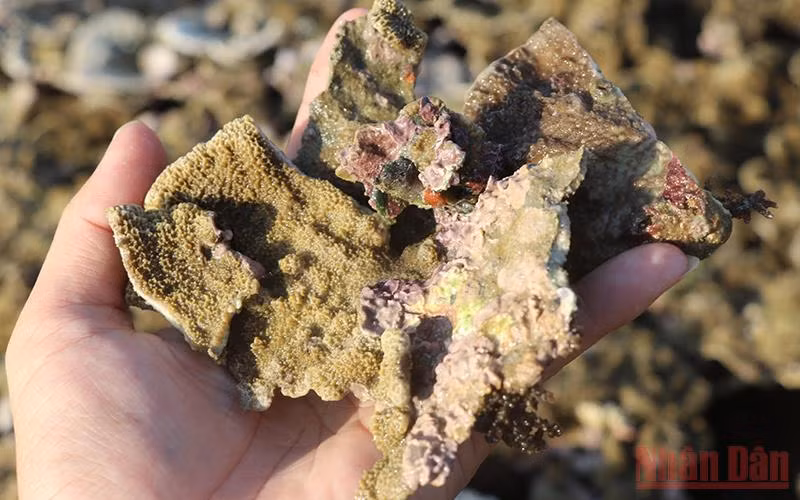 Phú Yên: Cần bảo vệ hệ sinh thái san hô Hòn Yến -0