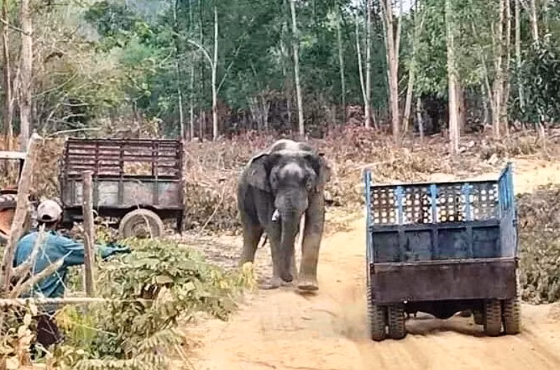 Voi rừng ra khu dân cư phá hoại tài sản ở xã Thanh Sơn, huyện Định Quán, tỉnh Đồng Nai.