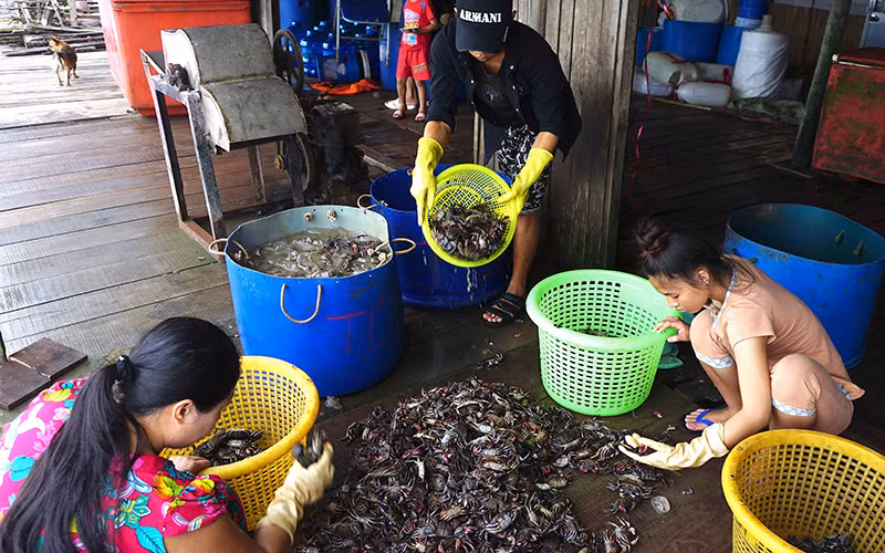 Con ba khía - một loài giáp sát dân dã và phổ biển ở miệt rừng ngập mặn Cà Mau.