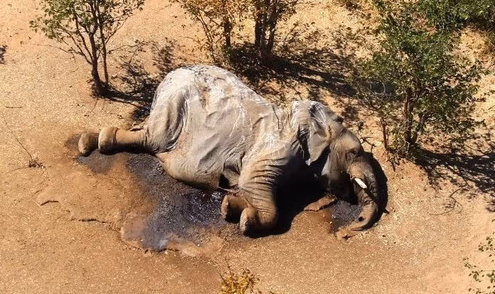 Một trong những con voi đã chết ở đồng bằng Okavango ở Botswana.