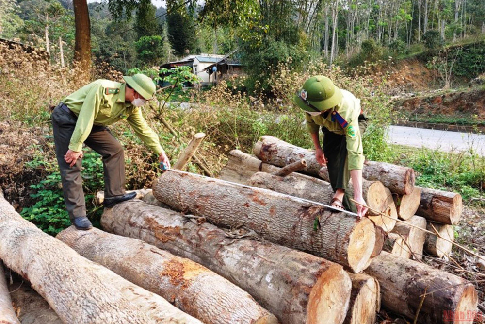 Lực lượng Kiểm lâm kiểm đếm, đánh giá khối lượng cây gỗ bị khai thác trái phép. (Ảnh: Mai Luận) Xử lý trách nhiệm liên quan, hành vi xâm hại tài nguyên rừng ở Thanh Hóa -0