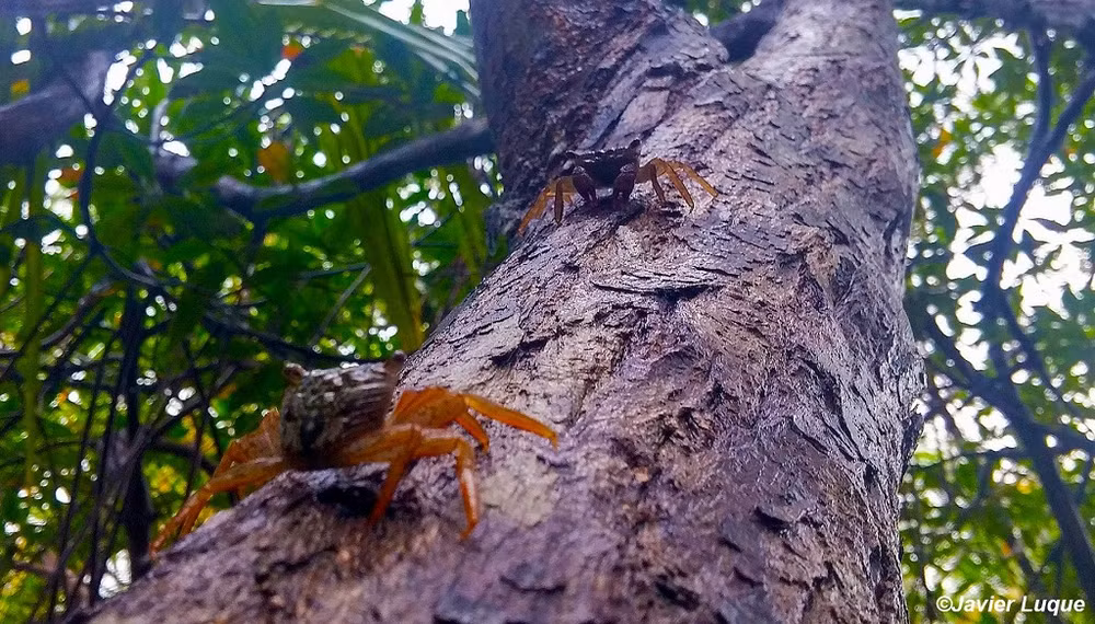 Tìm thấy hóa thạch cua trong hổ phách từ thời khủng long -0