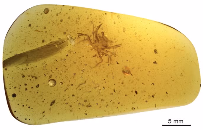 Tìm thấy hóa thạch cua trong hổ phách từ thời khủng long -0