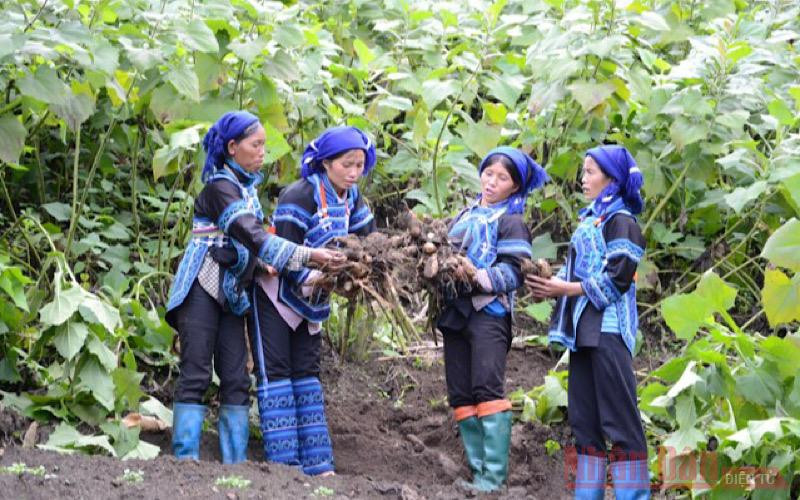 Thu hoạch sâm đất ở thôn Mò Phú Chải, xã Ý Tý (Bát Xát- Lào Cai). Ý Tý mùa sâm đất -0