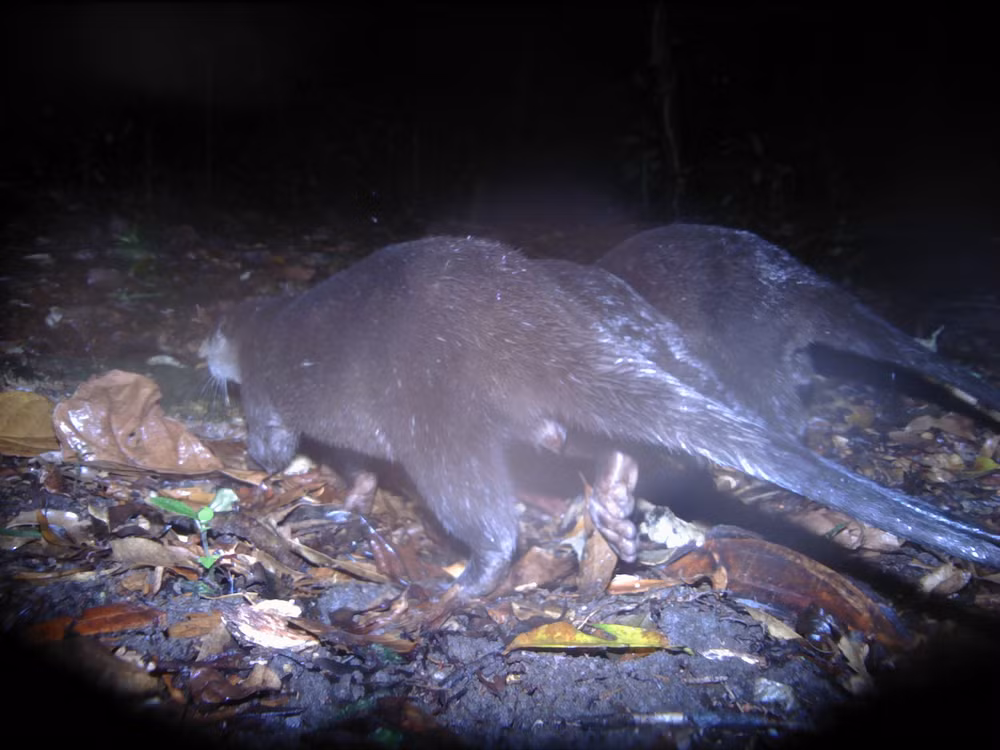 Phát hiện “kho báu” về đa dạng sinh học cần được bảo tồn tại Kon Plông -0