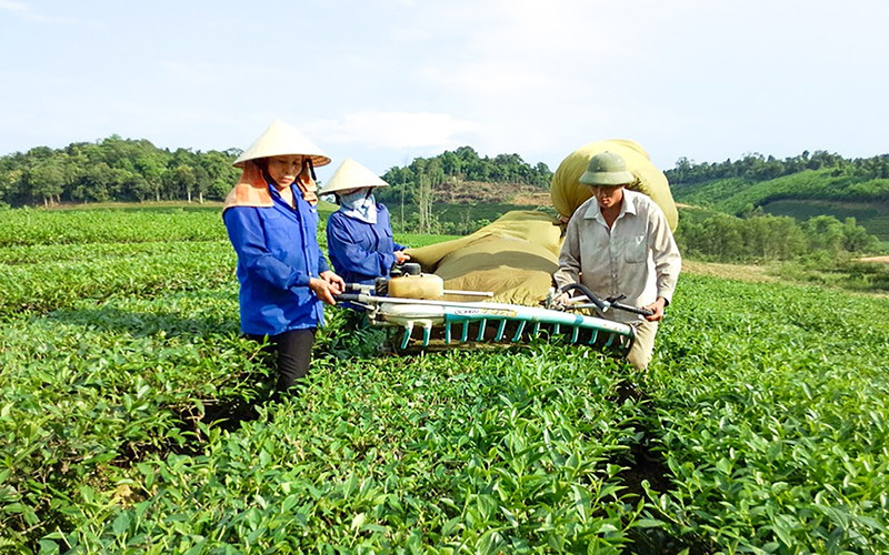 Thu hoạch chè bằng máy. Điểm sáng Hùng Sơn -0