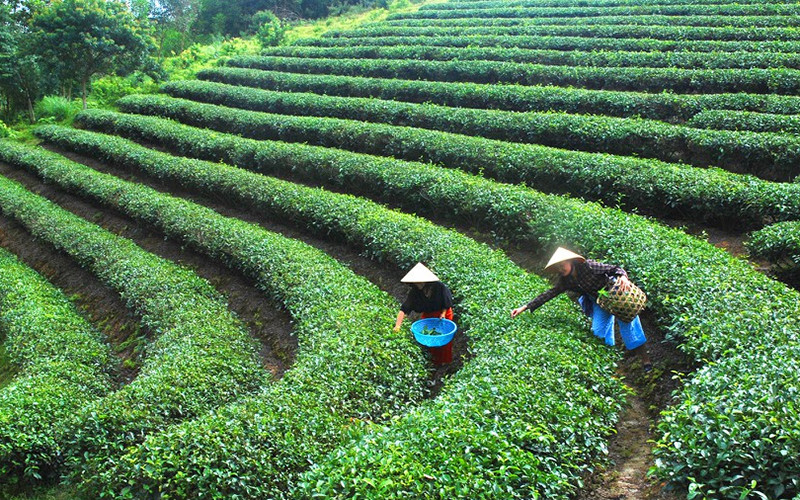 Hái chè bằng tay và chế biến chè sạch ở HTX chè xanh Minh Sáng. Điểm sáng Hùng Sơn -0