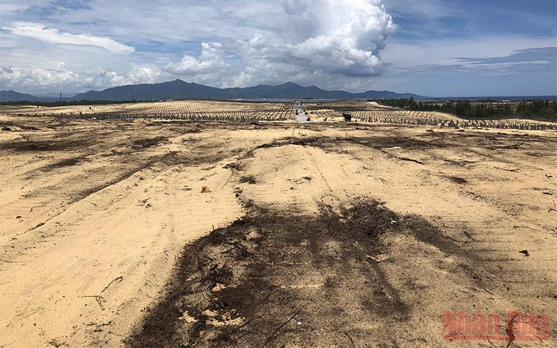 Hơn 5,2 ha rừng dương bị tàn phá, san phẳng tại xã Mỹ An, huyện Phù Mỹ, tỉnh Bình Định.