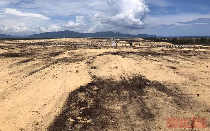 Hơn 5,2 ha rừng dương bị tàn phá, san phẳng tại xã Mỹ An, huyện Phù Mỹ, tỉnh Bình Định.