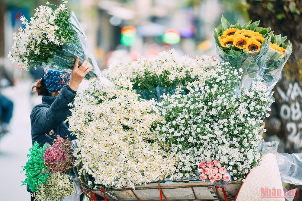 Những chiếc xe đạp chở cúc họa mi đầu mùa dừng bán cạnh vườn hoa Lý Tự Trọng. Xôn xao Hà Nội mùa