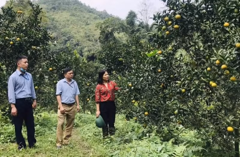 Lãnh đạo huyện Bạch Thông kiểm tra, nắm tình hình tiêu thụ cam quýt.