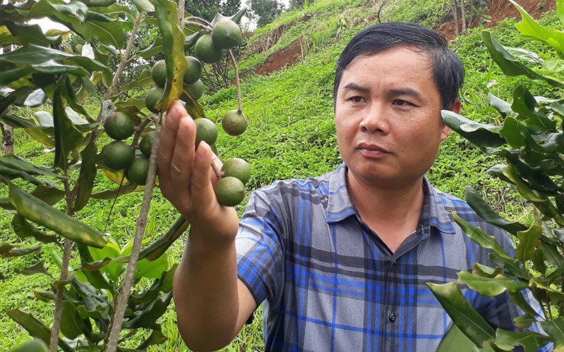 Anh Lò Văn Pâng kiểm tra vườn mắc-ca trước kỳ thu hái.