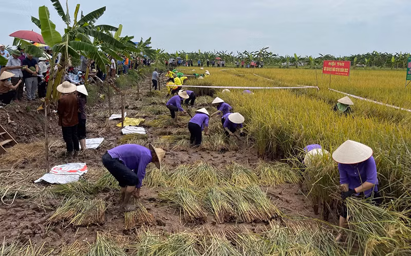 Hội thi gặt lúa rươi hữu cơ của nông dân xã An Thanh huyện Tứ Kỳ.