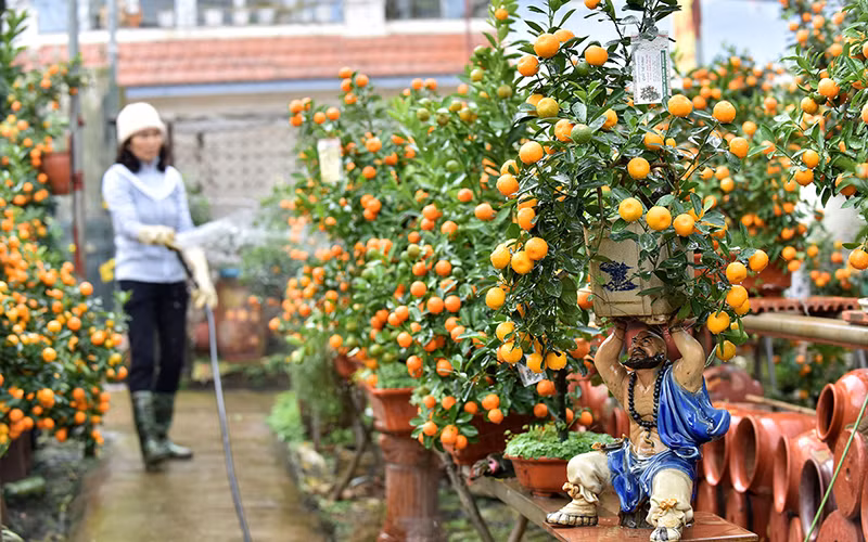 Người dân làng quất cảnh Tứ Liên (Hà Nội) chăm sóc cây phục vụ thị trường Tết. Ảnh: ĐĂNG KHOA