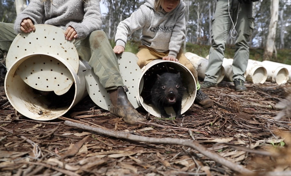 Có 26 con quỷ Tasmania được tái thả trong vùng vừng Australia. Ảnh: WildArk. Quỷ Tasmania lần đầu tiên được thả về rừng sau 3.000 năm -0