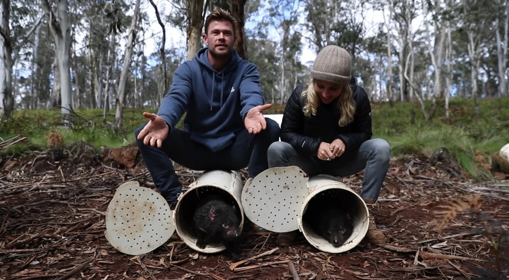 Các diễn viên Chris Hemsworth và Elsa Pataky tham gia tái thả quỷ Tasmania. Ảnh: WildArk. Quỷ Tasmania lần đầu tiên được thả về rừng sau 3.000 năm -0