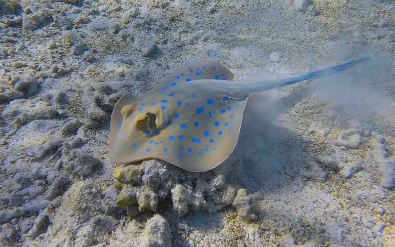 Ấn tượng động vật hoang dã qua lăng kính nhiếp ảnh