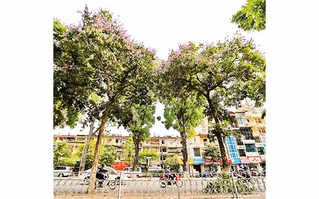 Ảnh: Thế Đại