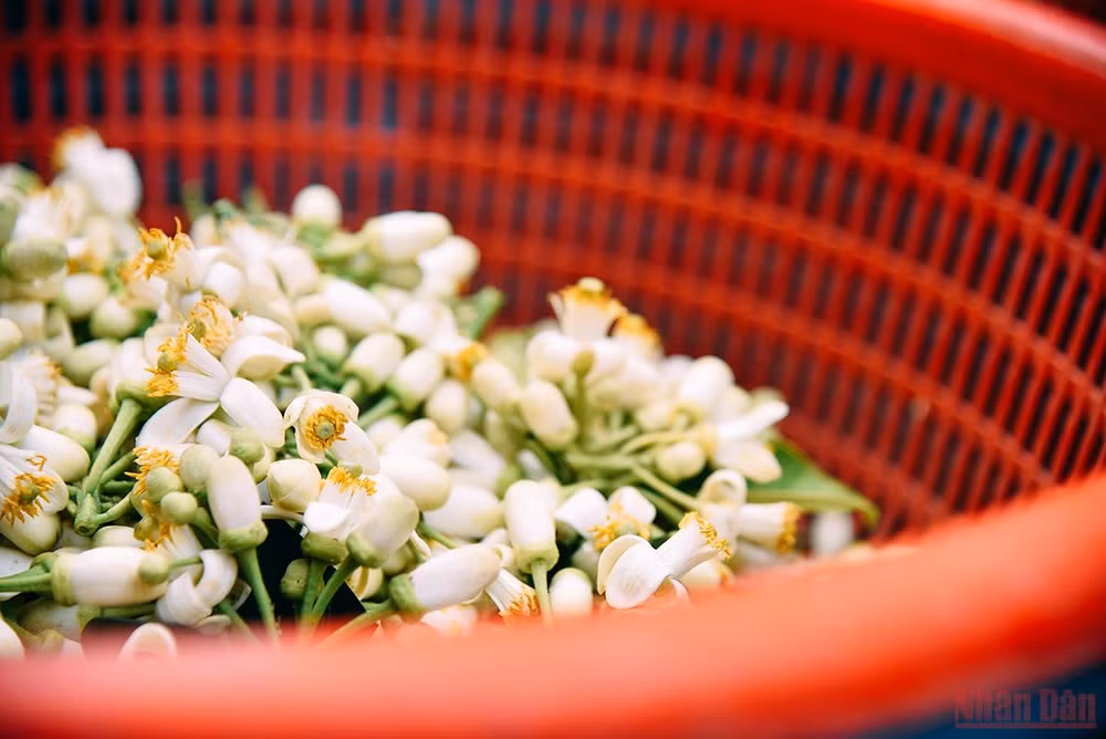 Hương bưởi xuống phố Hà thành -0