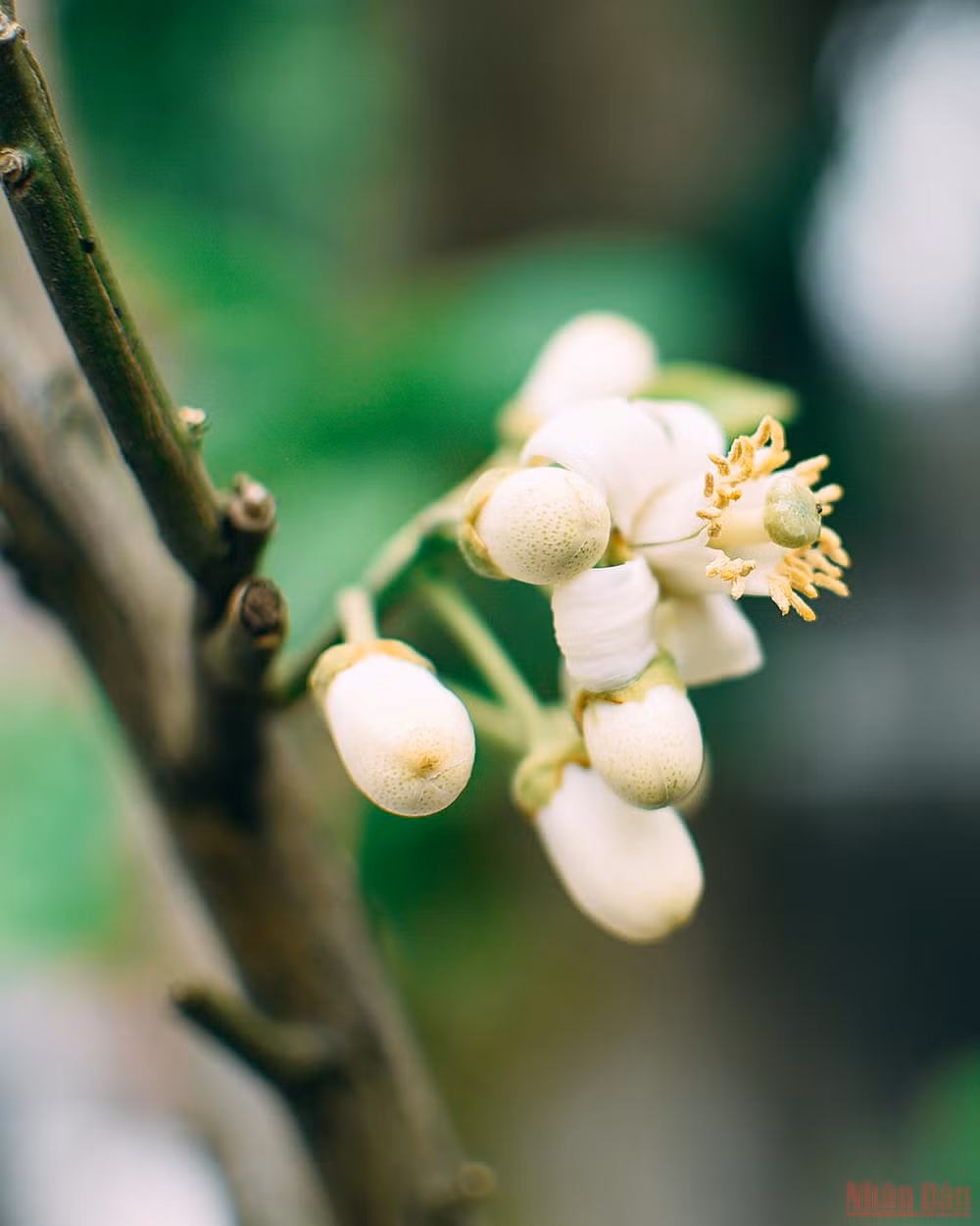 Hương bưởi xuống phố Hà thành -0