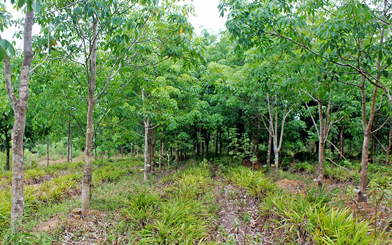 Thành công từ ý chí kiên cường -0