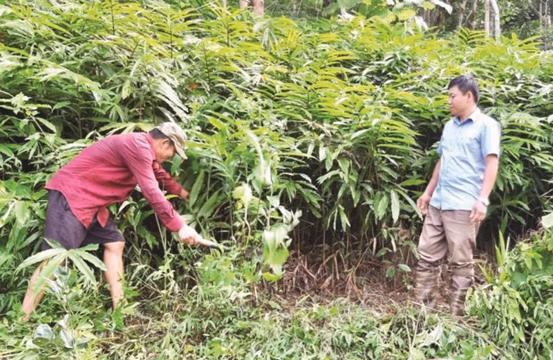 Mô hình trồng cây sa nhân dưới tán rừng tại xã Chà Nưa, huyện Nậm Pồ (Điện Biên) đem lại hiệu quả kinh tế cho người dân. (Ảnh: baodantoc.vn)