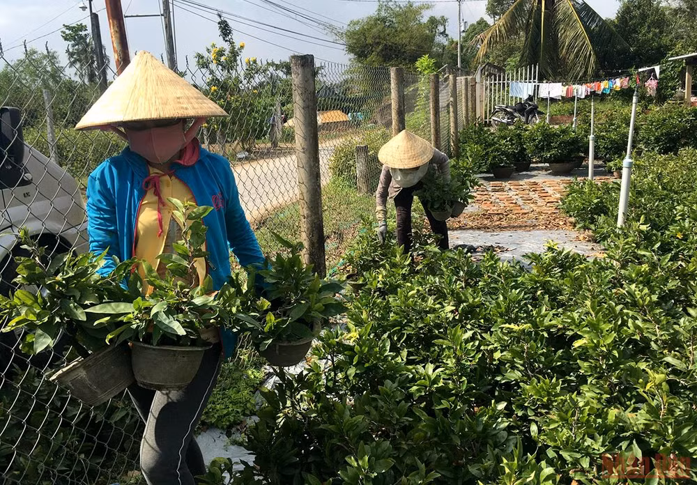 Làng hoa, cây cảnh Bến Tre tất bật sản xuất phục vụ thị trường Tết -0