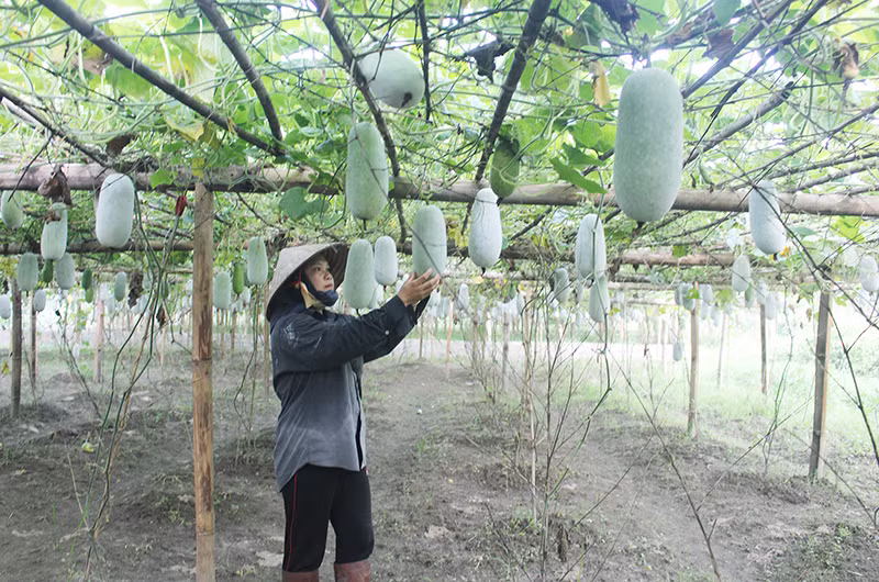 Bí xanh thơm của Bắc Kạn là sản phẩm OCOP có chất lượng thơm, ngon, có thể bảo quản được vài tháng sau thu hoạch. (Trong ảnh: Người dân xã Yến Dương, huyện Ba Bể chăm sóc cây bí xanh thơm - ảnh: HƯƠNG DỊU)