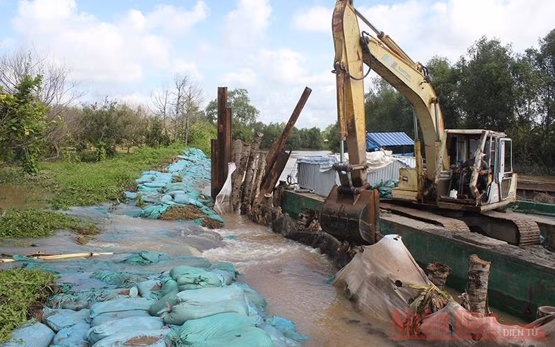 Nhà vườn Bến Tre khốn khổ vì vỡ đê bao -0
