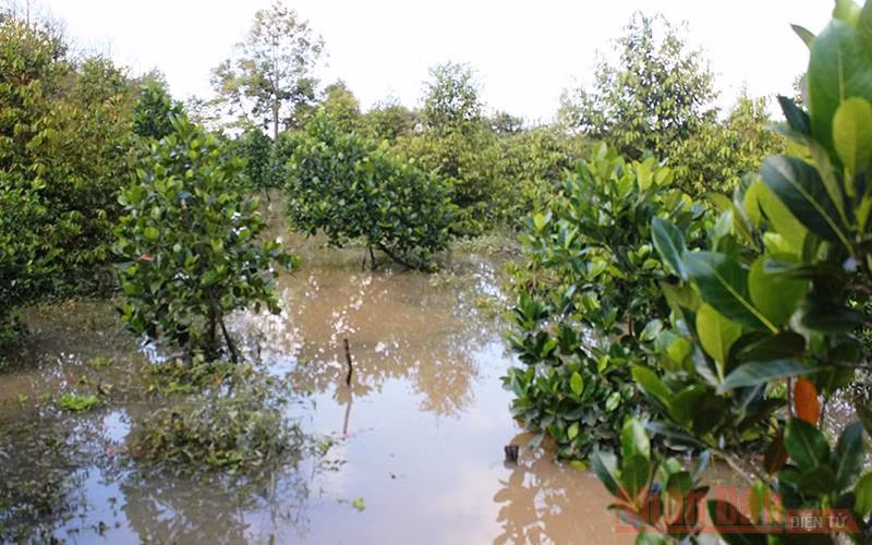 Nhà vườn Bến Tre khốn khổ vì vỡ đê bao -0