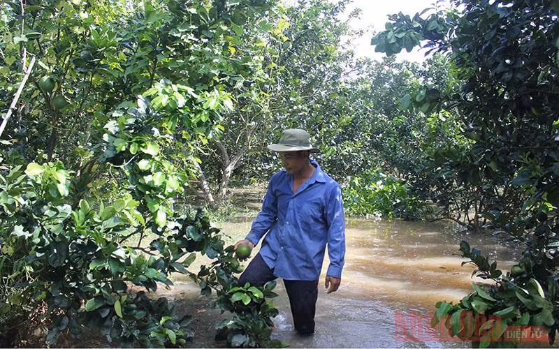 Vườn bưởi da xanh của ông Giang có nguy cơ thiệt hại hoàn toàn.